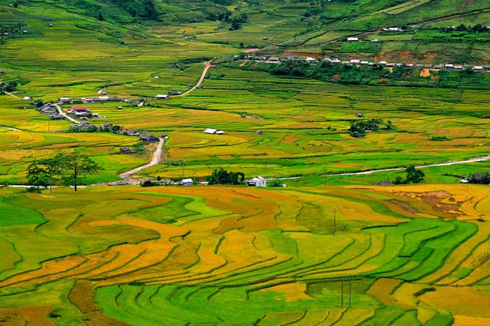 rice field terraced mu cang chai
